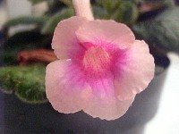 Sinningia 'Tai Rex' Sinningia 'Tai Rex'